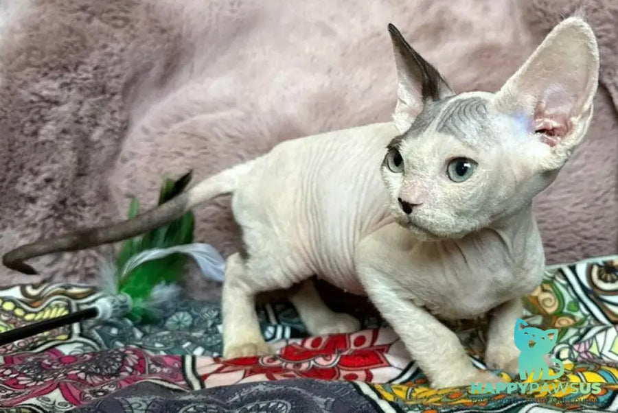 Van Devon Rex male black harlequin - live animals