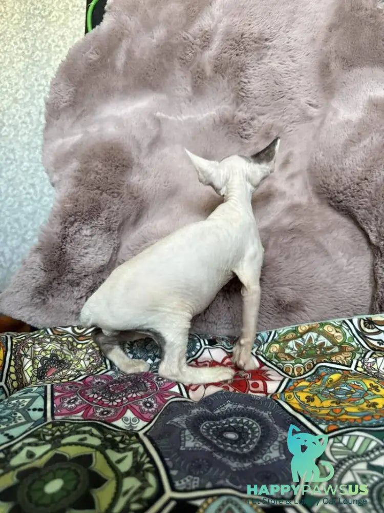 Van Devon Rex male black harlequin - live animals