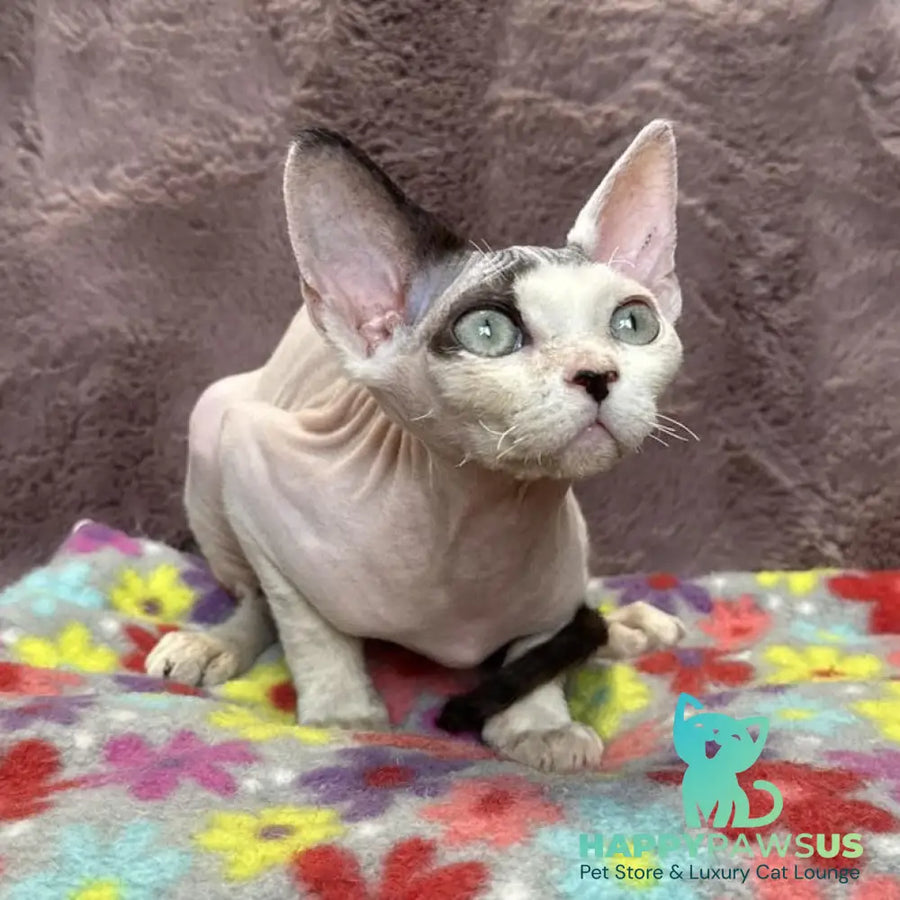 Van Devon Rex male black harlequin - live animals