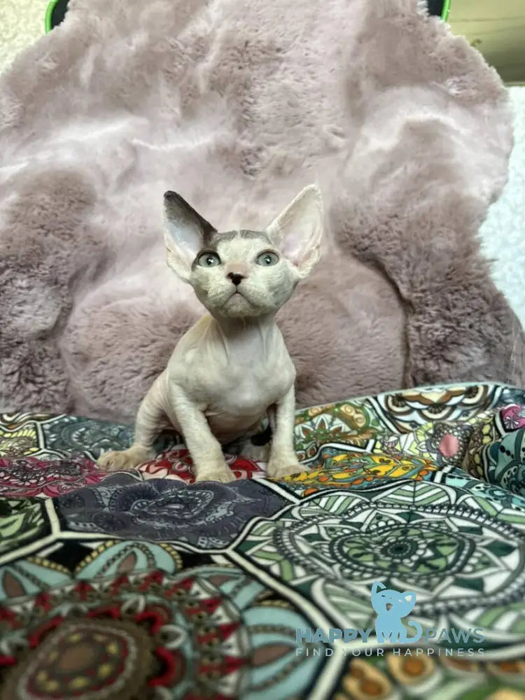 Van Devon Rex male black harlequin - live animals