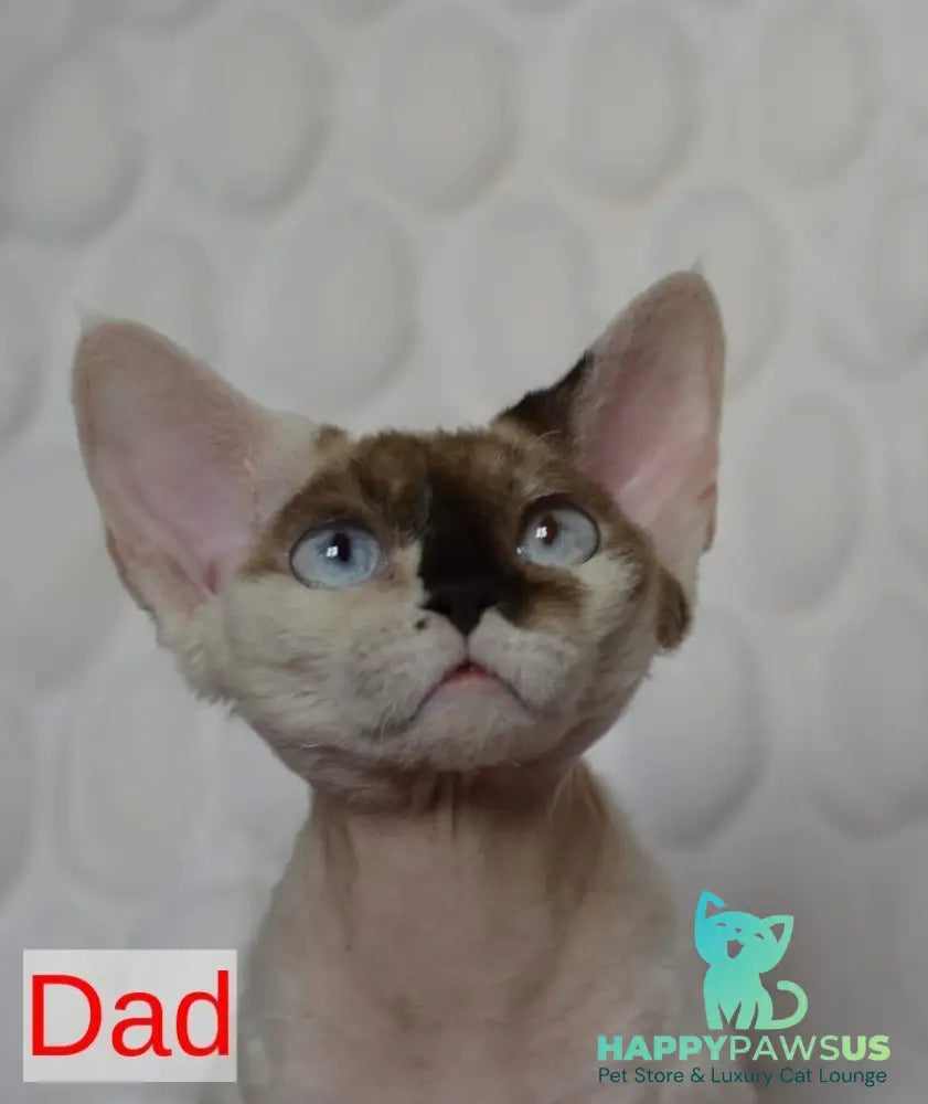 Van Devon Rex male black harlequin - live animals