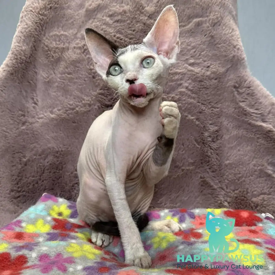 Van Devon Rex male black harlequin - live animals