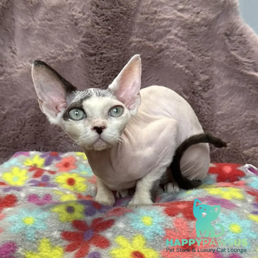 Van Devon Rex male black harlequin - live animals