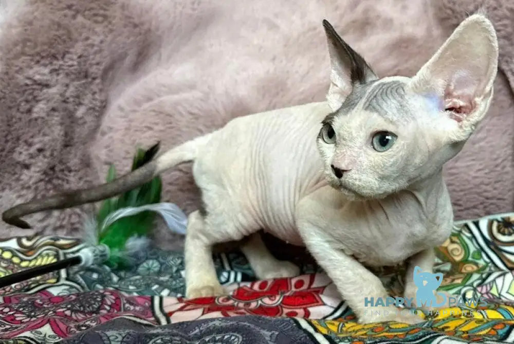 Van Devon Rex male black harlequin - live animals
