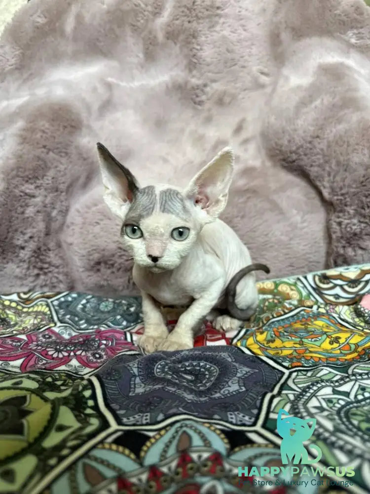 Van Devon Rex male black harlequin - live animals