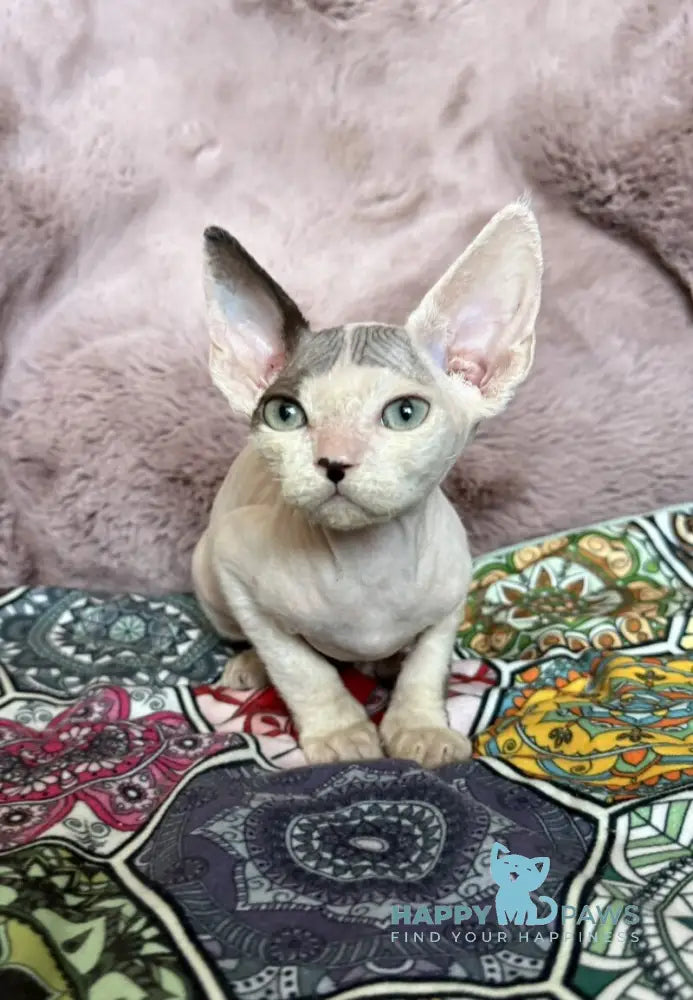 Van Devon Rex male black harlequin - live animals