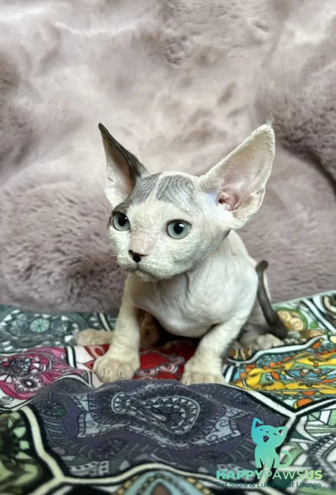 Van Devon Rex male black harlequin - live animals