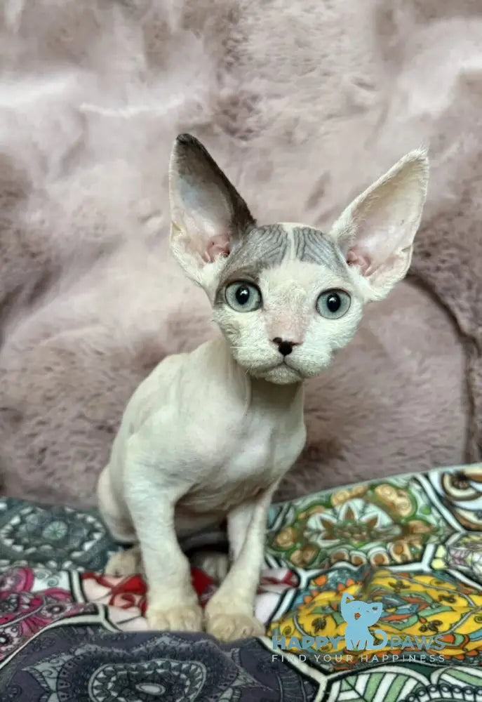 Van Devon Rex male black harlequin - live animals