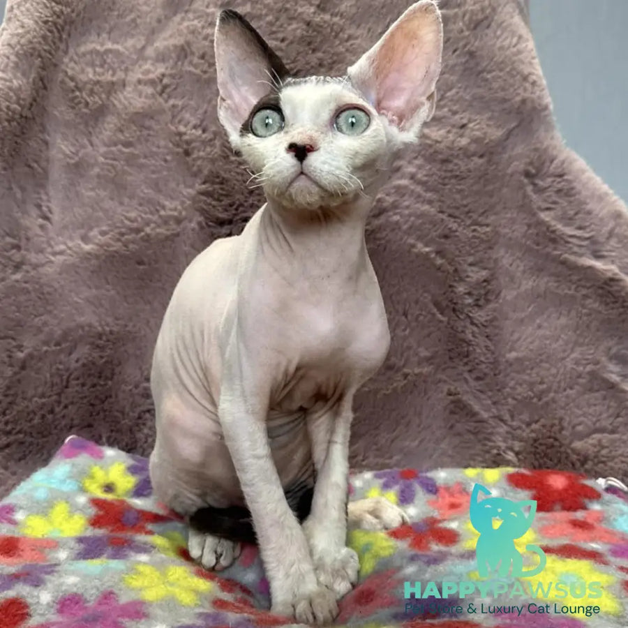 Van Devon Rex male black harlequin - live animals