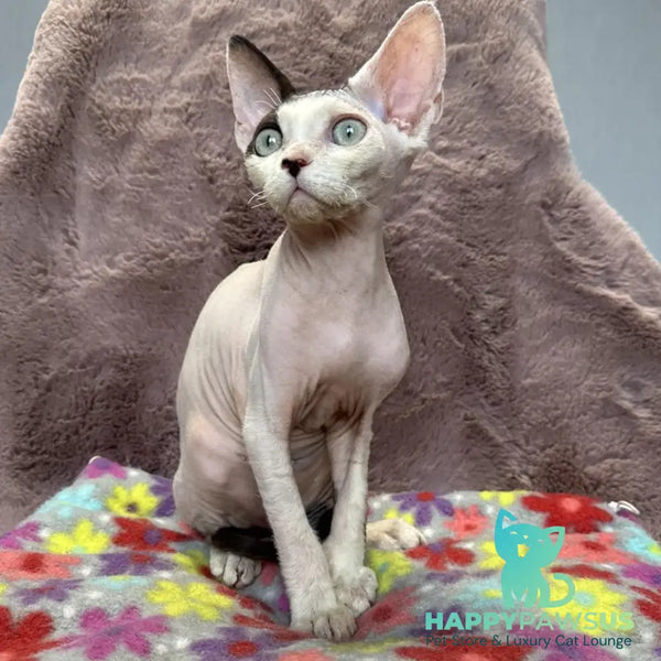 Van Devon Rex male black harlequin - live animals