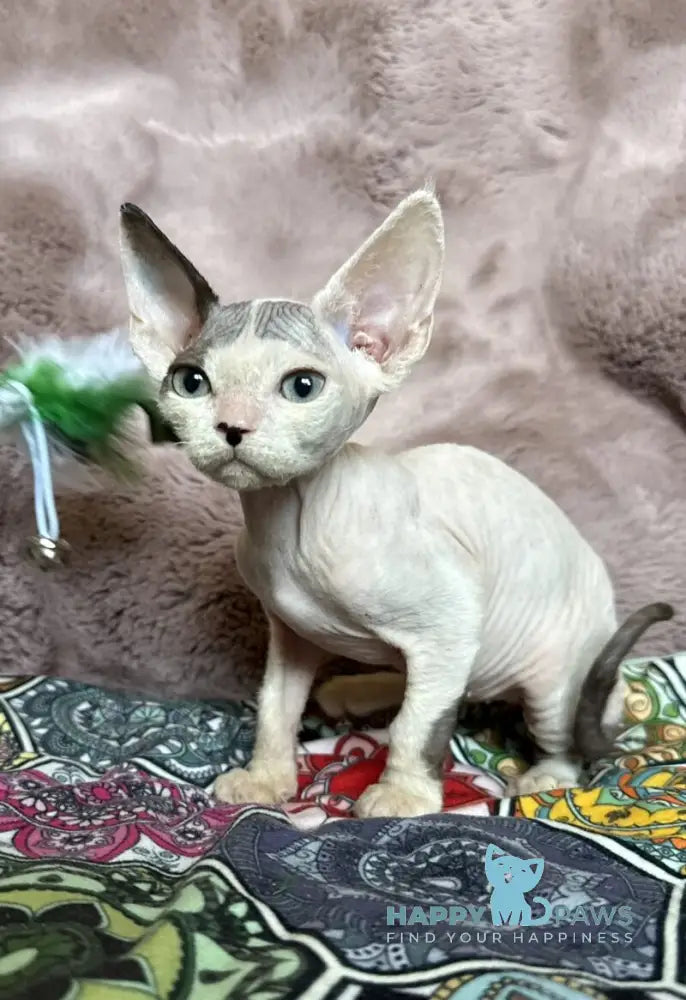 Van Devon Rex male black harlequin - live animals