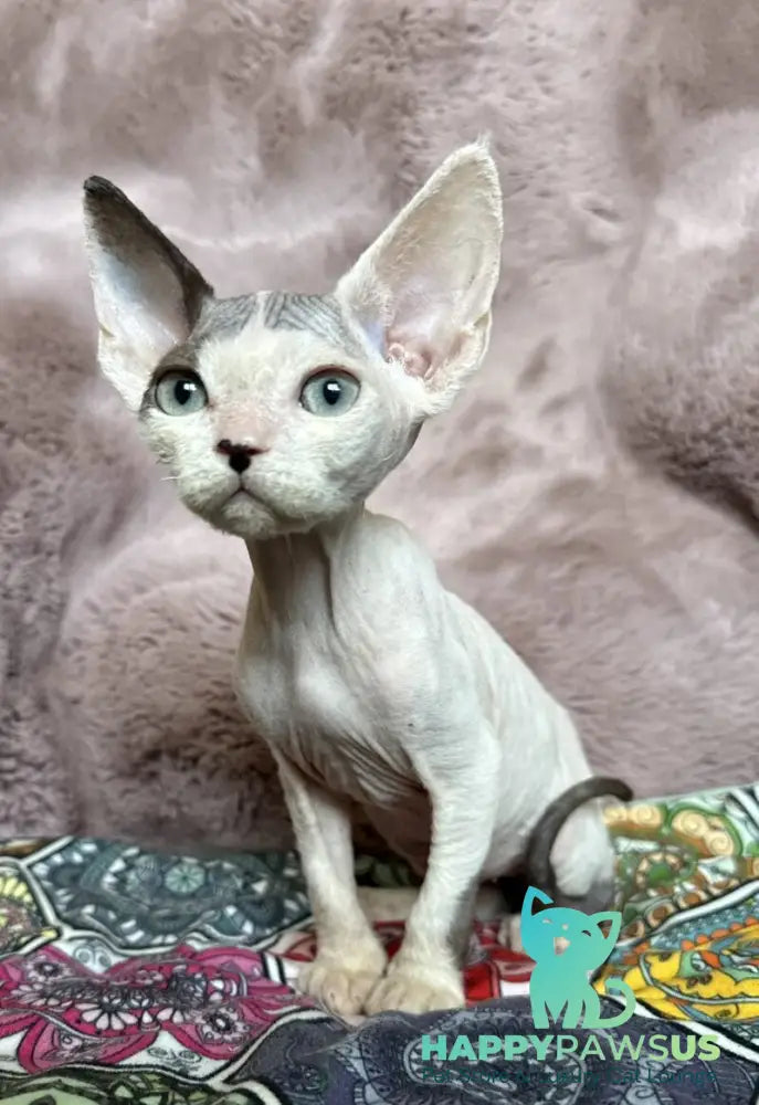 Van Devon Rex male black harlequin - live animals