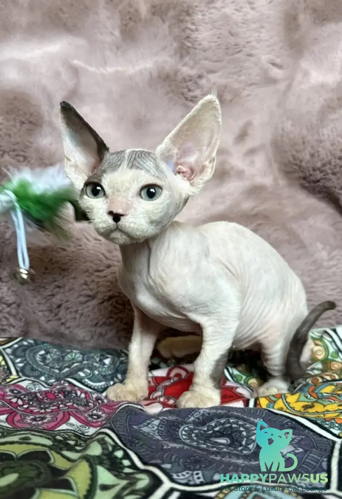 Van Devon Rex male black harlequin - live animals