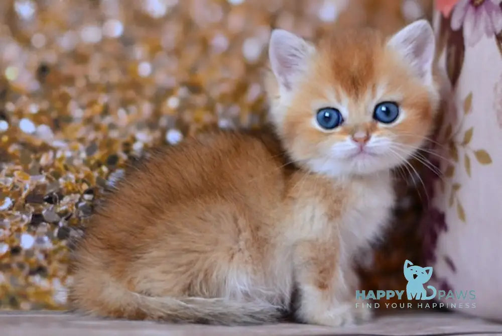 Vanda British Shorthair female black golden shaded live animals