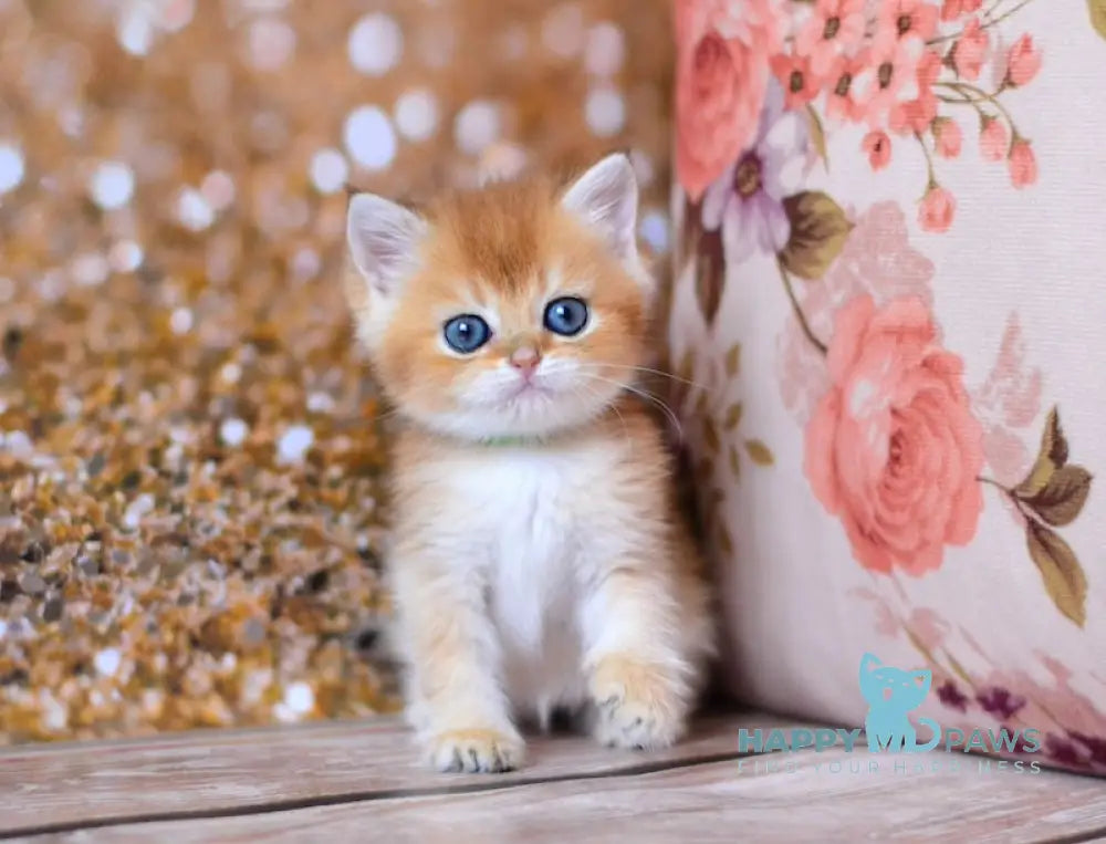 Vanda British Shorthair female black golden shaded live animals