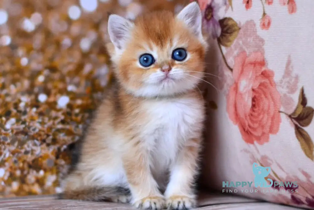 Vanda British Shorthair female black golden shaded live animals