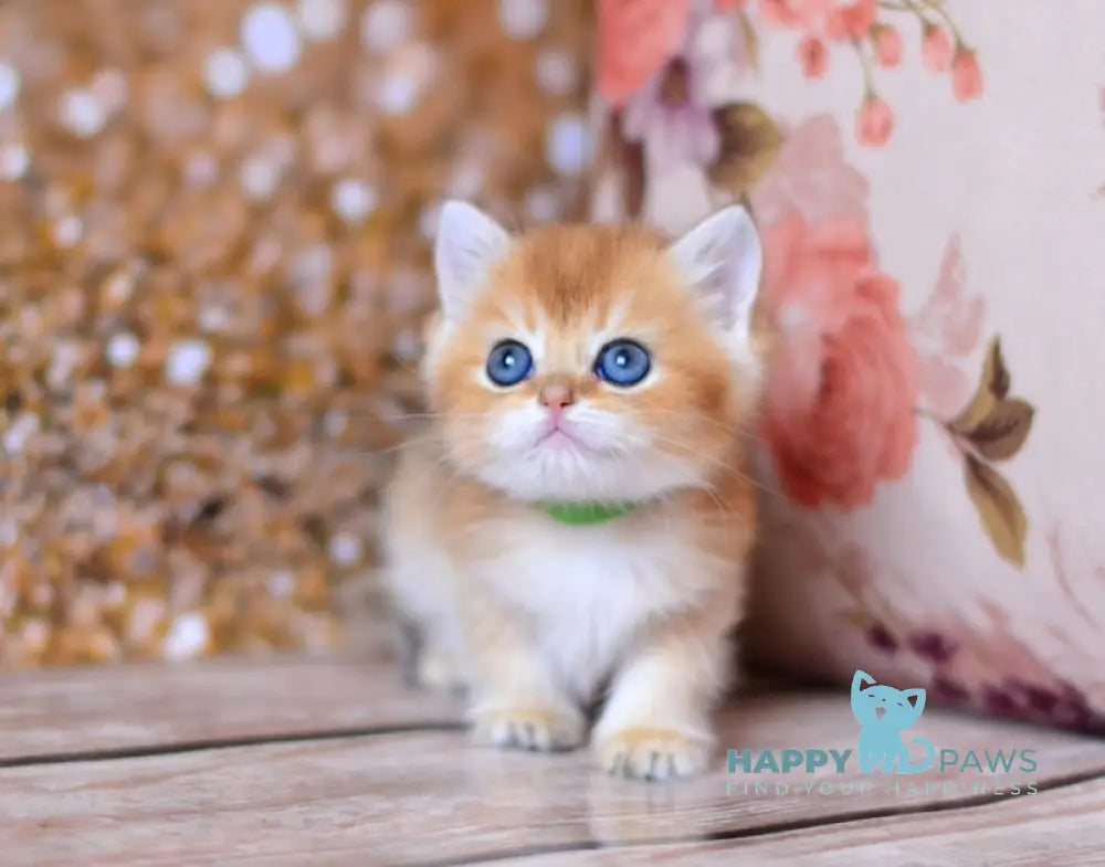Vanda British Shorthair female black golden shaded live animals