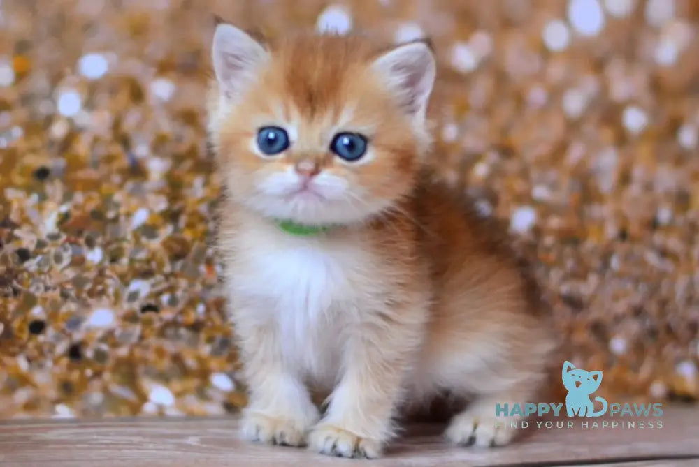 Vanda British Shorthair female black golden shaded live animals