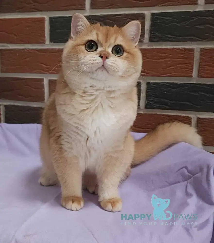 Vanechka British Shorthair male black golden chinchilla live animals