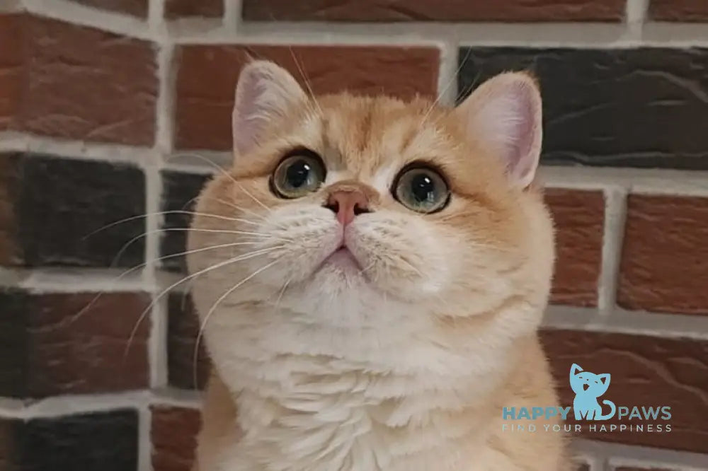 Vanechka British Shorthair male black golden chinchilla live animals