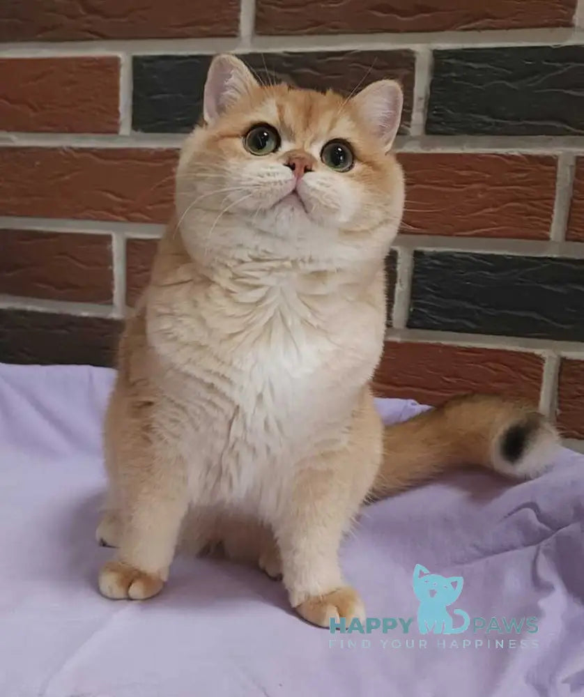 Vanechka British Shorthair male black golden chinchilla live animals