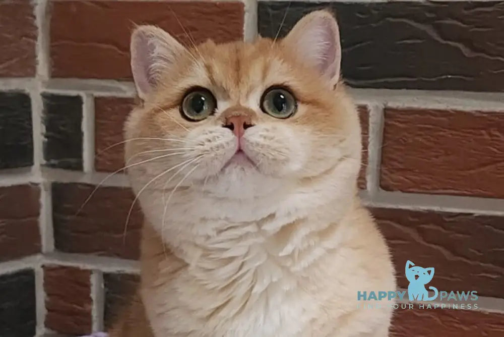 Vanechka British Shorthair male black golden chinchilla live animals