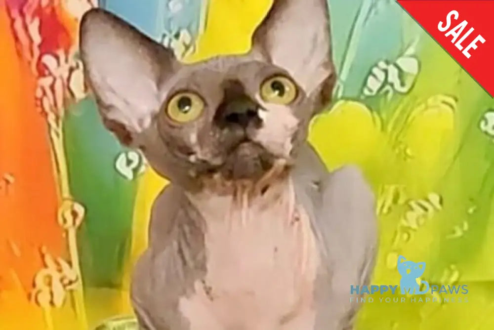 Vanessa Bambino female black bicolour live animals