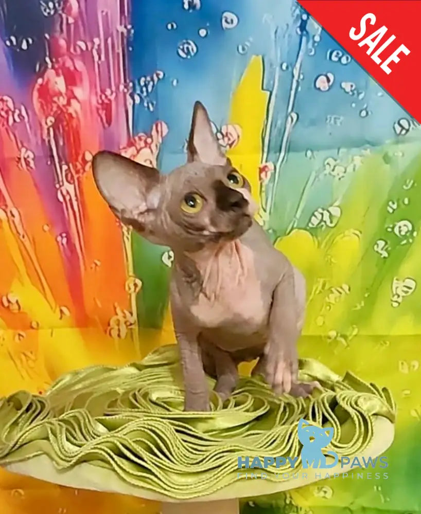 Vanessa Bambino female black bicolour live animals