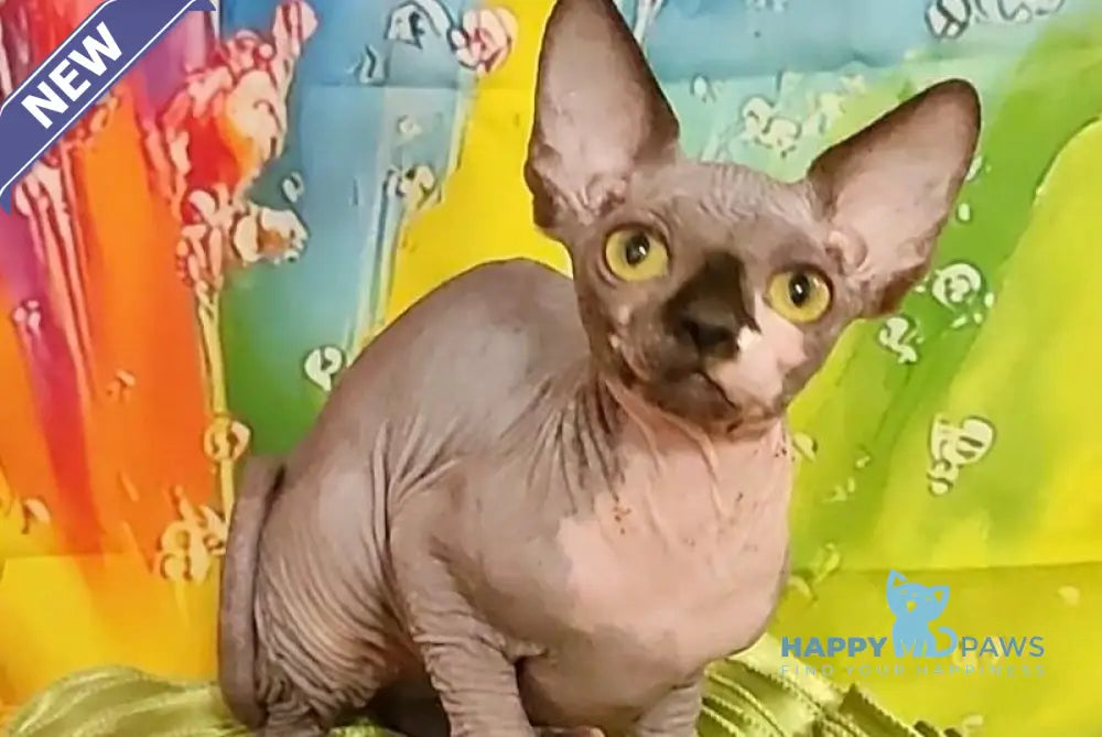 Vanessa Bambino female black bicolour live animals
