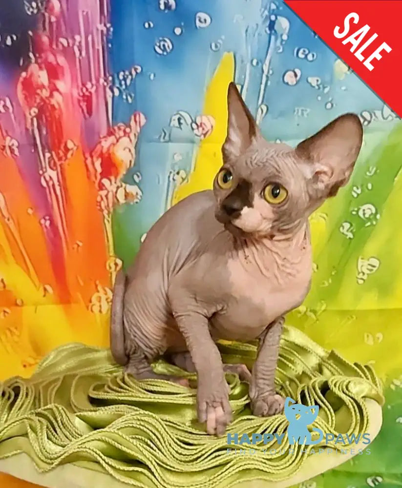 Vanessa Bambino female black bicolour live animals