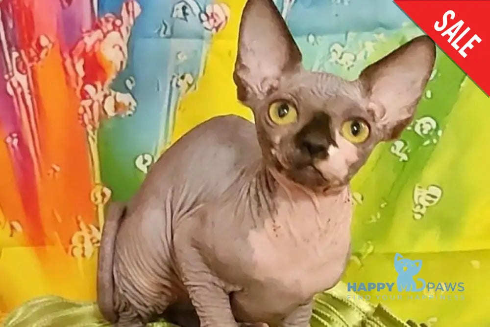 Vanessa Bambino female black bicolour live animals