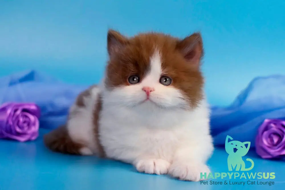 Vanessa British Longhair female cinnamon bicolour - live animals