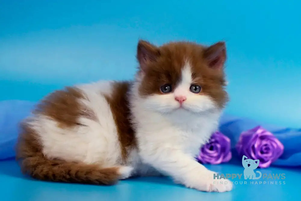 Vanessa British Longhair female cinnamon bicolour - live animals