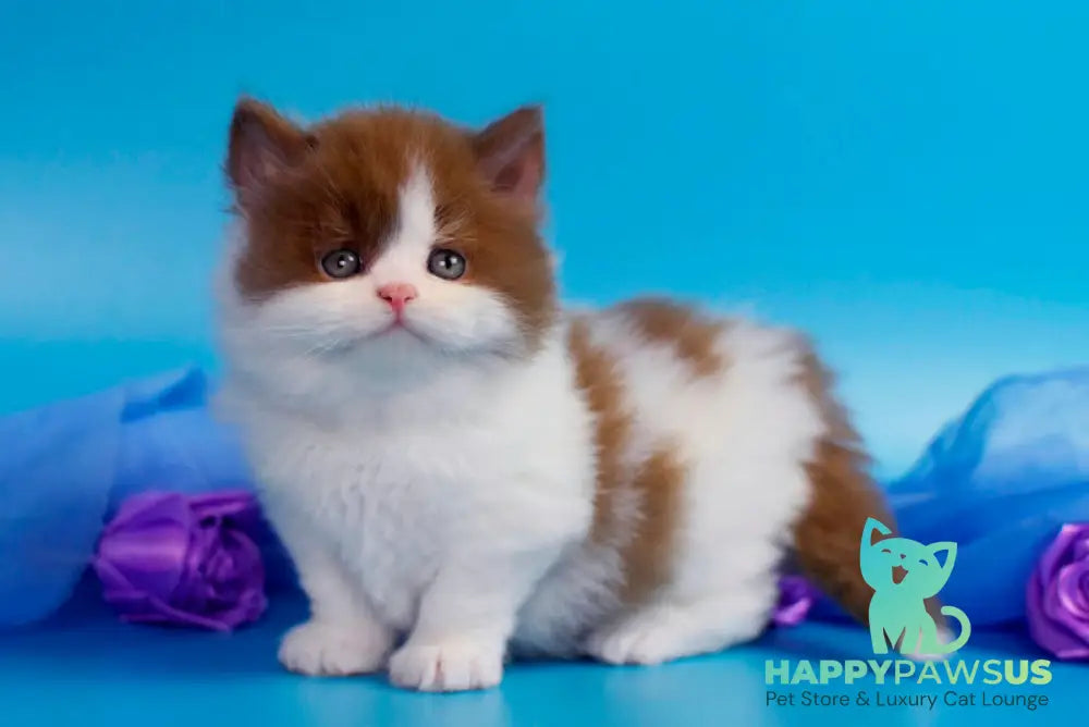 Vanessa British Longhair female cinnamon bicolour - live animals
