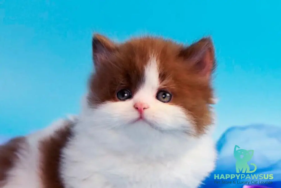 Vanessa British Longhair female cinnamon bicolour - live animals