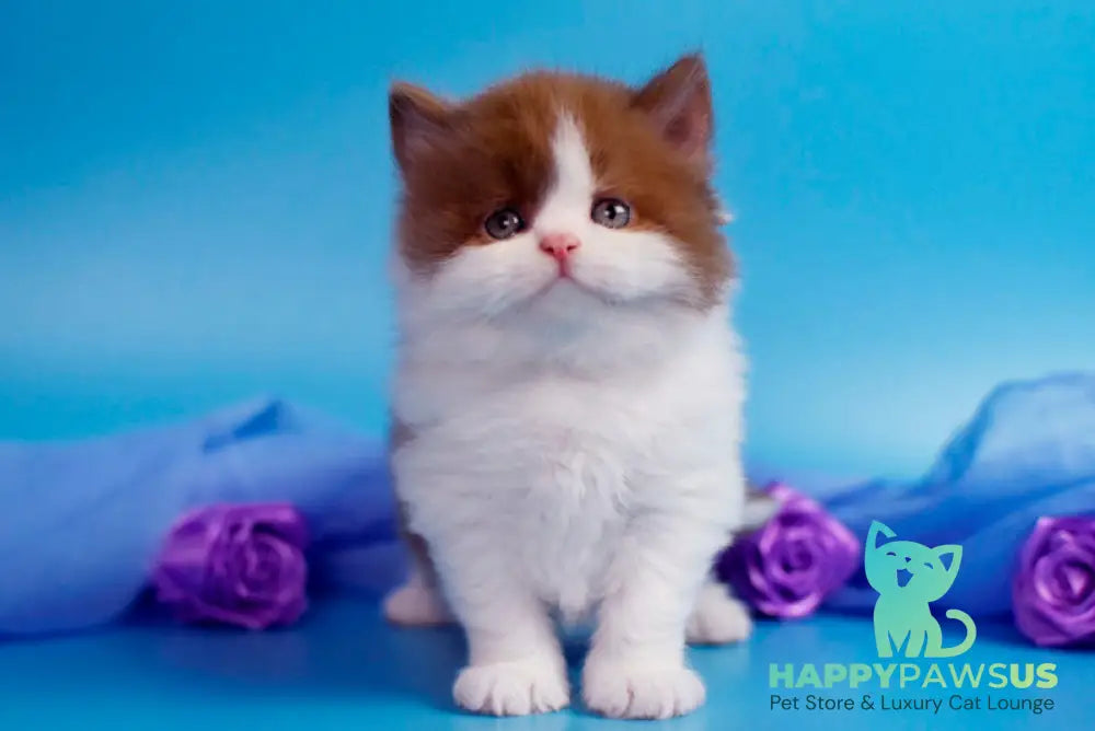 Vanessa British Longhair female cinnamon bicolour - live animals
