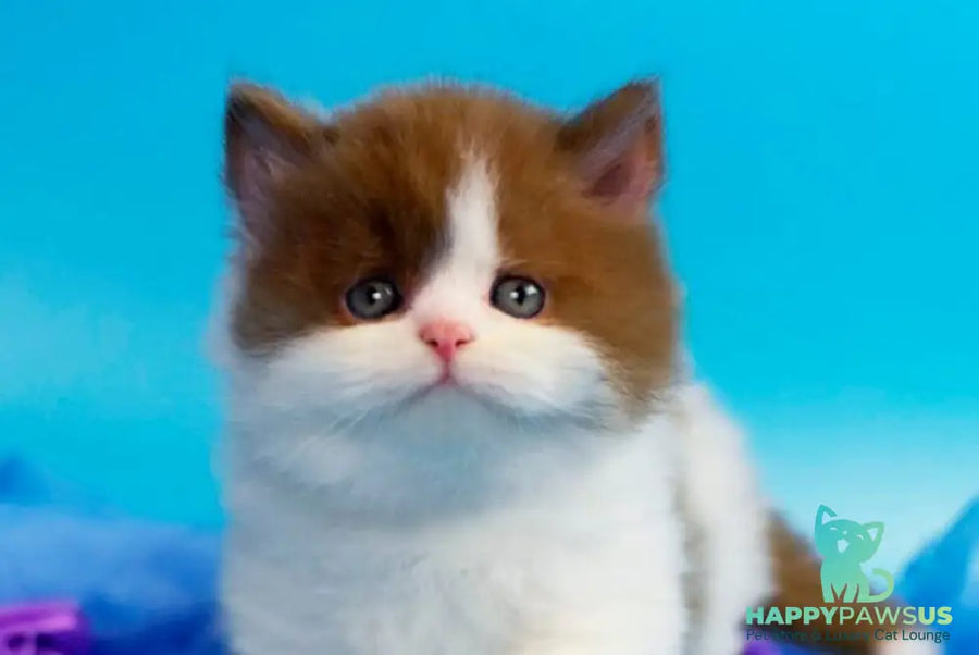 Vanessa British Longhair female cinnamon bicolour - live animals