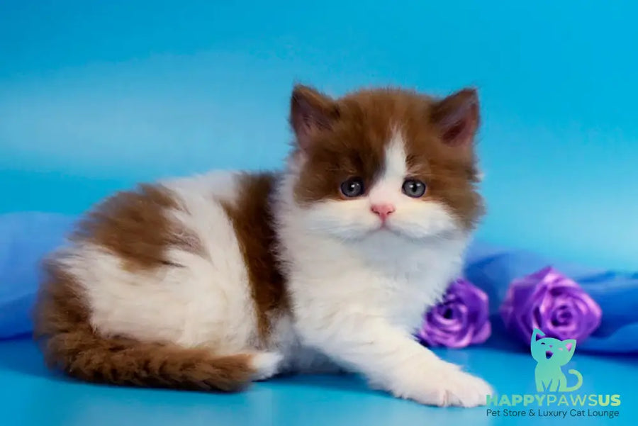 Vanessa British Longhair female cinnamon bicolour - live animals