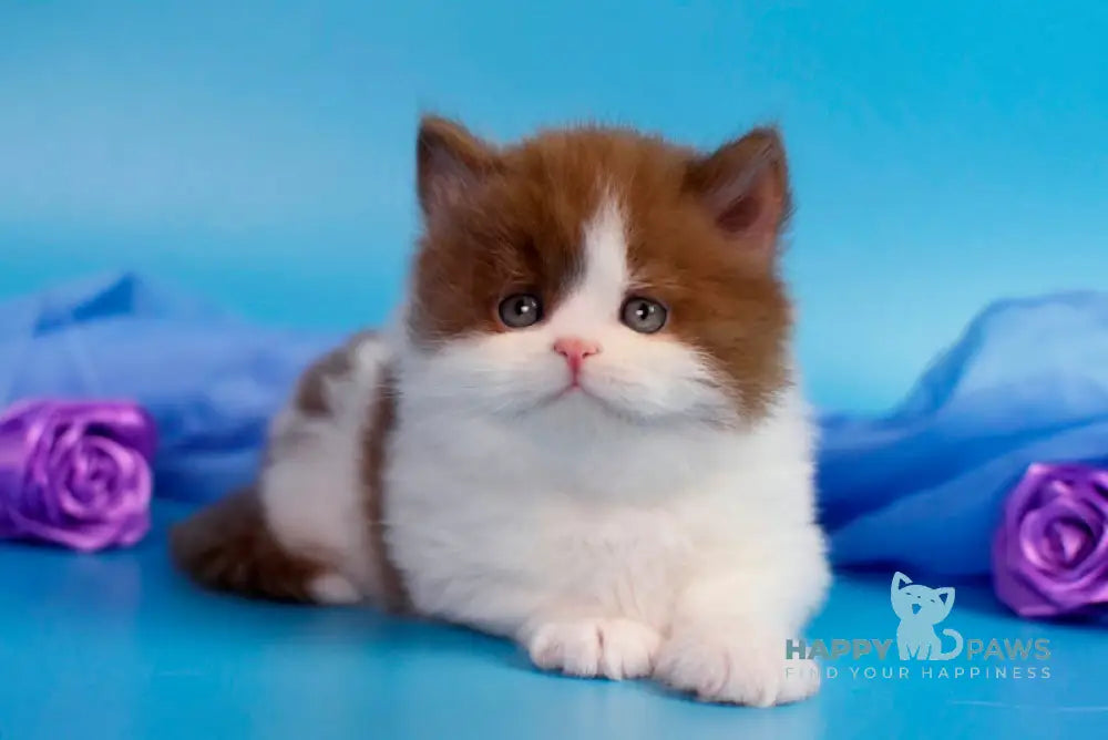 Vanessa British Longhair female cinnamon bicolour - live animals