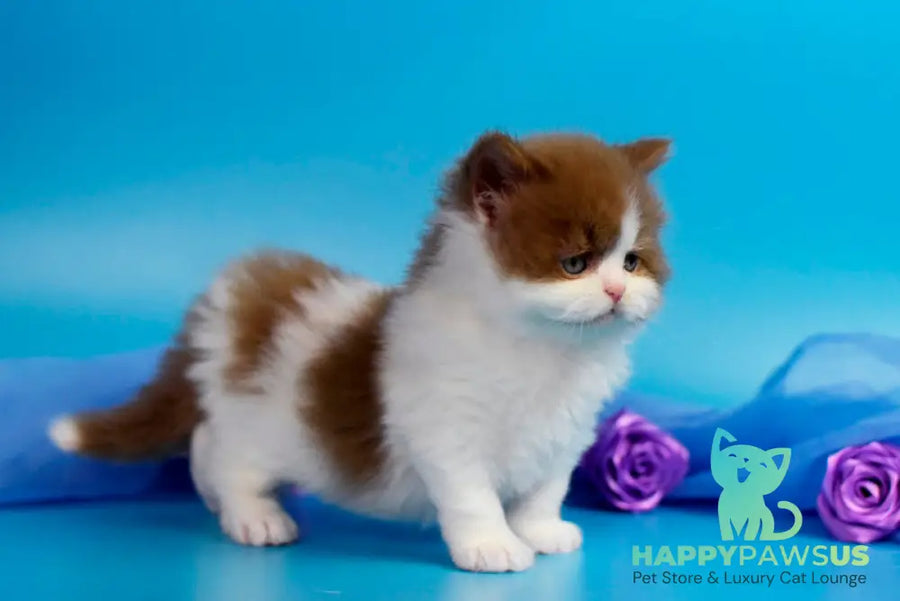 Vanessa British Longhair female cinnamon bicolour - live animals