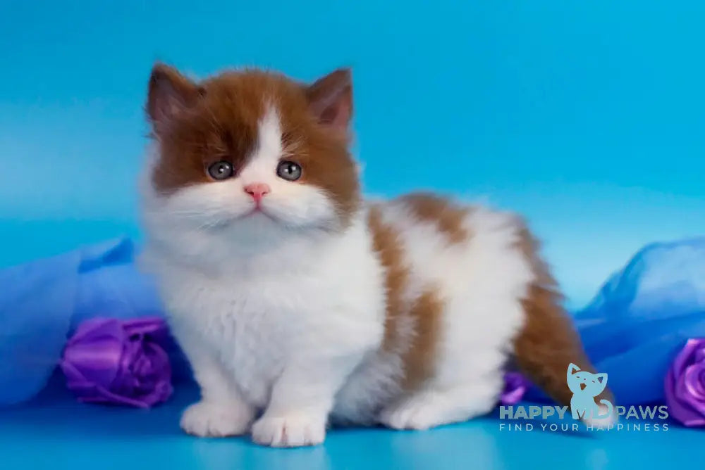 Vanessa British Longhair female cinnamon bicolour - live animals