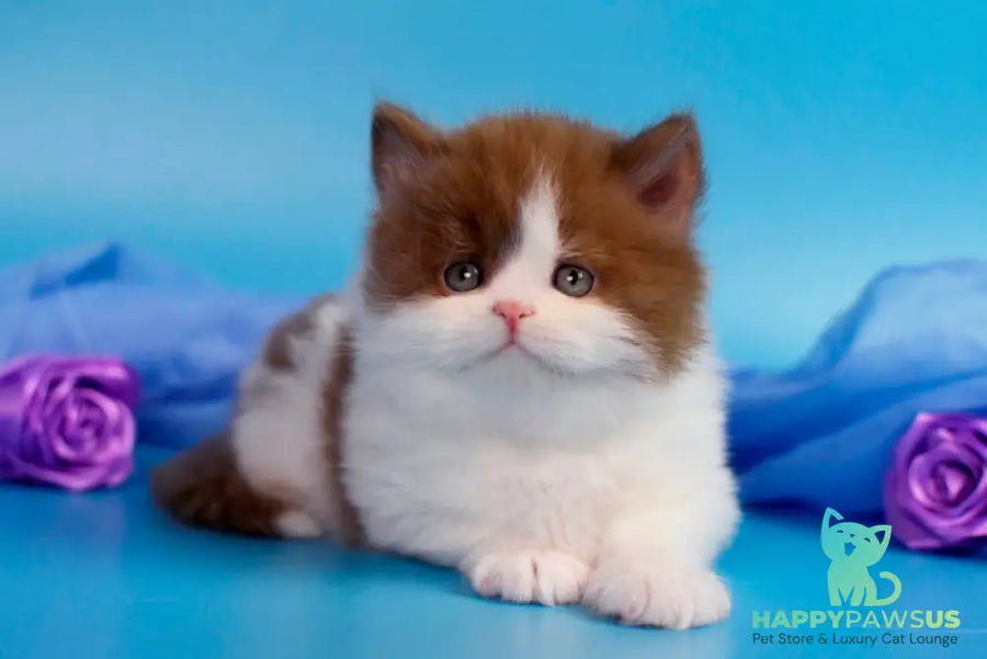 Vanessa British Longhair female cinnamon bicolour - live animals