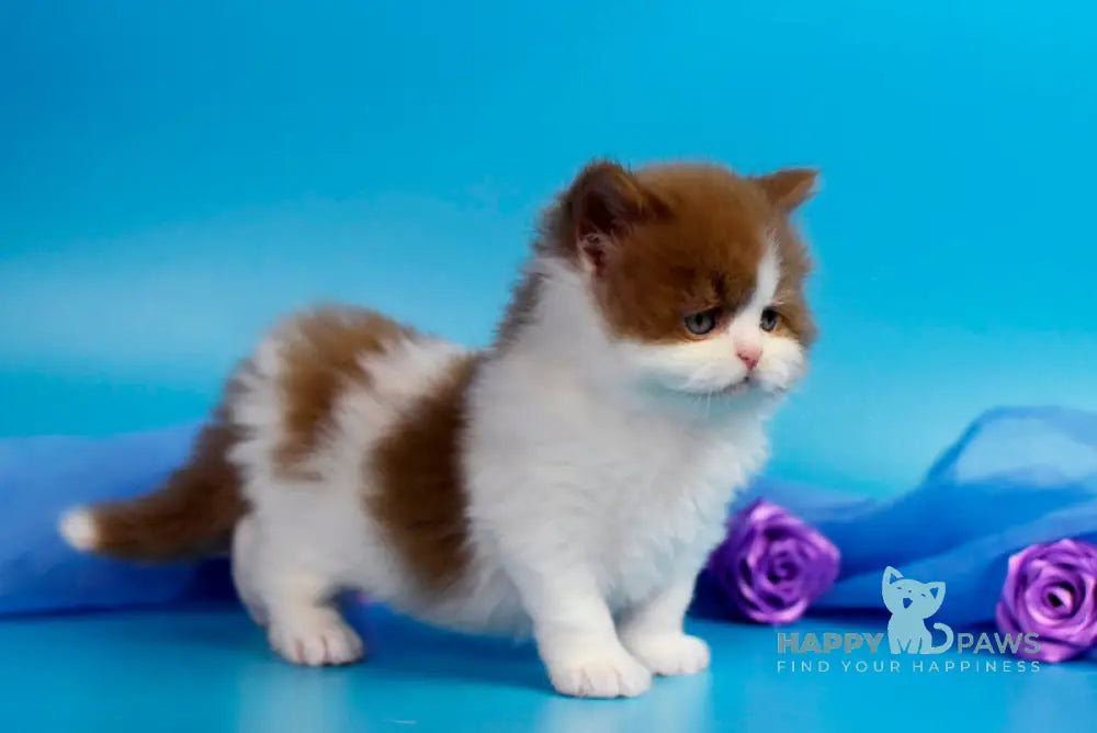 Vanessa British Longhair female cinnamon bicolour - live animals