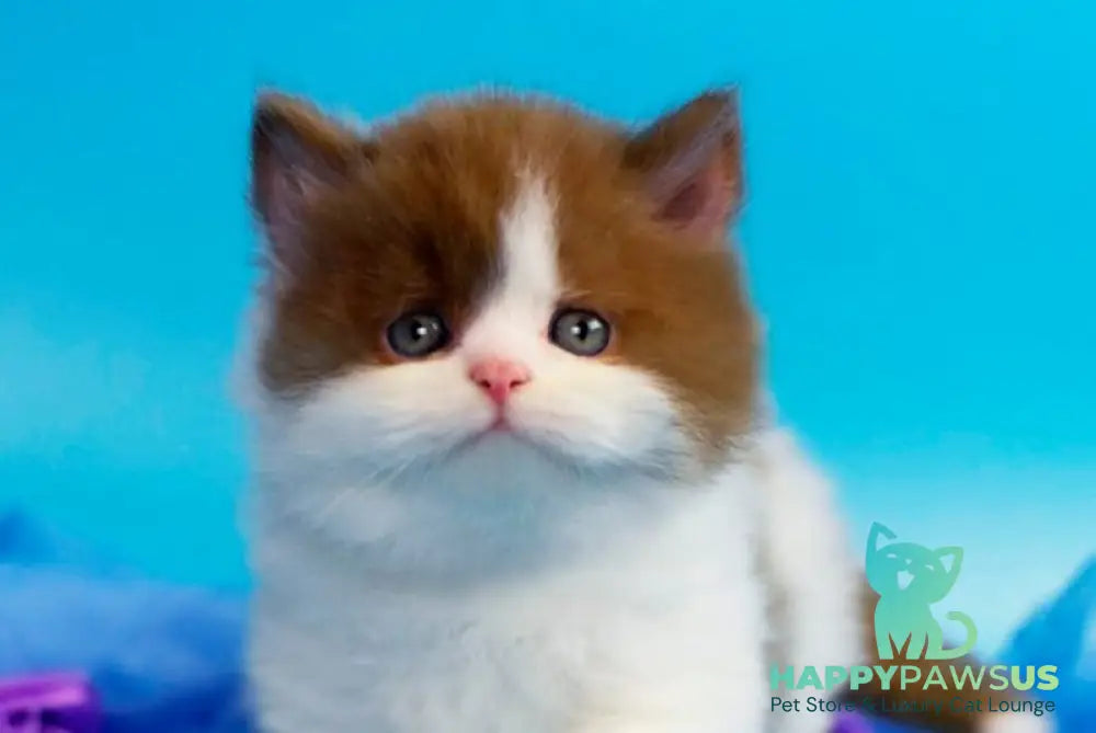 Vanessa British Longhair female cinnamon bicolour - live animals