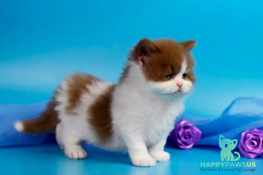 Vanessa British Longhair female cinnamon bicolour - live animals