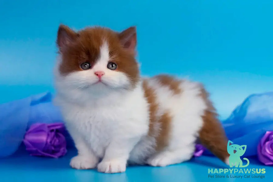 Vanessa British Longhair female cinnamon bicolour - live animals