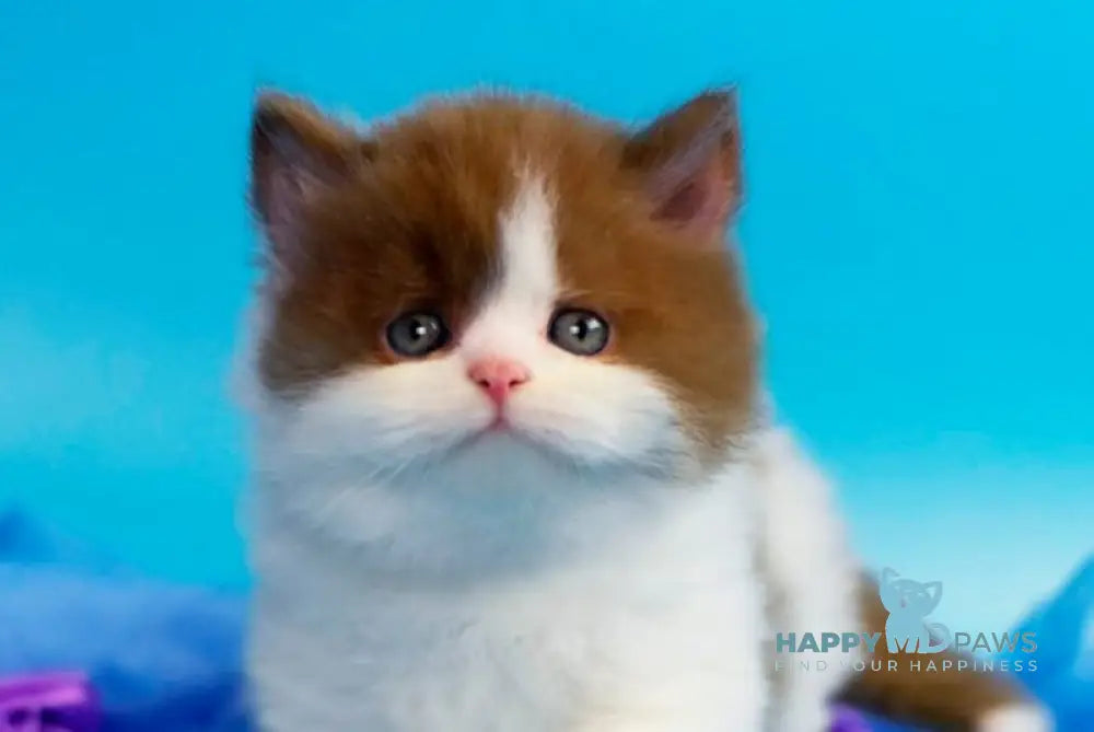Vanessa British Longhair female cinnamon bicolour - live animals