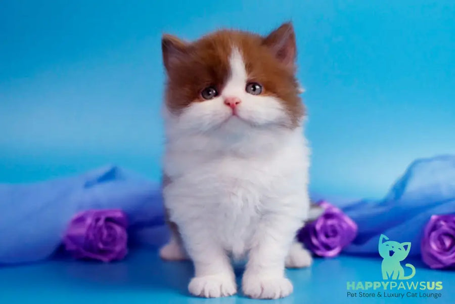 Vanessa British Longhair female cinnamon bicolour - live animals