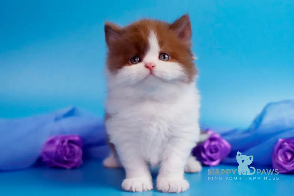 Vanessa British Longhair female cinnamon bicolour - live animals