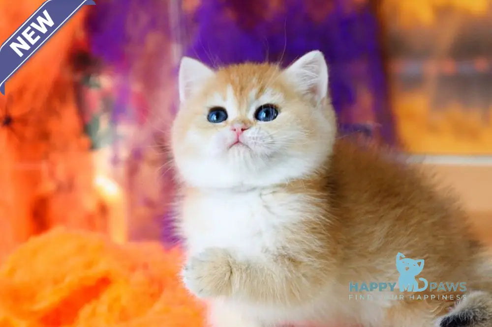 Vanessa British Shorthair female black golden shaded live animals